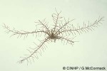 Enlarged Image of 'Crinoid QQ2'