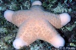 Enlarged Image of 'Choriaster granulatus'
