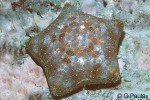 Enlarged Image of 'Culcita novaeguineae'