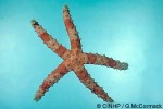 Enlarged Image of 'Gomophia egyptiaca'