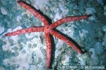 Enlarged Image of 'Leiaster leachi'