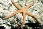 Enlarged Image of 'Linckia multifora'