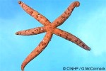 Enlarged Image of 'Ophidiaster cribrarius'