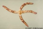 Enlarged Image of 'Ophidiaster QQ1'