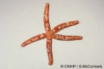 Enlarged Image of 'Ophidiaster QQ2'
