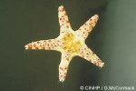 Enlarged Image of 'Ophidiasterid QQ'