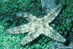 Asteropsis carinifera