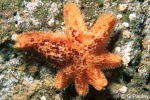 Asterina anomala