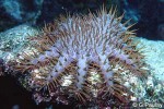 Enlarged Image of 'Acanthaster planci'