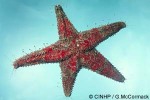 Enlarged Image of 'Valvaster striatus'