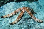 Enlarged Image of 'Mithrodia clavigera'