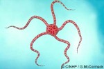Ophiomyxa australis
