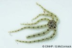 Enlarged Image of 'Ophiactis savignyi'
