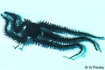 Ophiocoma anaglyptica