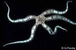 Enlarged Image of 'Ophiocoma dentata'