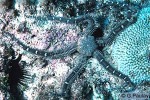 Ophiocoma doederleini