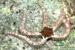 Ophiarthrum elegans