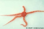 Enlarged Image of 'Ophiarthrum QQ'