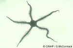 Enlarged Image of 'Ophiocoma QQ'