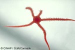 Ophiodermatid QQ