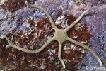 Enlarged Image of 'Ophiolepis cincta'