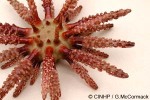 Enlarged Image of 'Chondrocidaris gigantea'