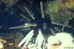 Tiara-urchin (Phyllacanthus  imperialis QQ)