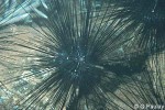 Diadema setosum
