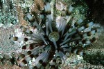 Enlarged Image of 'Echinothrix calamaris'