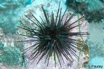 Moderate Longspined-Urchin (Echinothrix diadema)