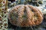 Enlarged Image of 'Toxopneustes pileolus'