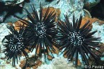 Red Urchin (Parasalenia gratiosa)