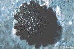 Enlarged Image of 'Colobocentrotus atratus'