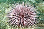 Pale Burrowing-urchin (Echinometra mathaei)