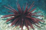 Enlarged Image of 'Heterocentrotus trigonarius'