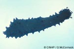 Greenfish (Stichopus chloronotus)