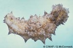Melting Sea-cucumber (Stichopus horrens)