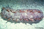 Stichopus pseudhorrens