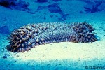 Enlarged Image of 'Thelenota ananas'