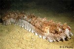 Enlarged Image of 'Thelenota anax'