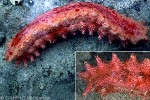 Enlarged Image of 'Thelenota rubralineata QQnr'