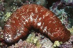 Enlarged Image of 'Actinopyga mauritiana'