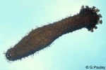 Enlarged Image of 'Actinopyga species'