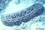 Leopardfish (Bohadschia argus)