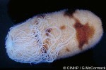 Brown Sandfish (Bohadschia marmorata)