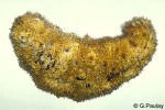 Enlarged Image of 'Bohadschia species1'