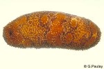 Enlarged Image of 'Bohadschia species2'