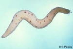 Sand Sea-cucumber (Holothuria arenicola)