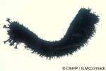 Blood Sea-cucumber (Holothuria atra)