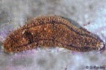 Enlarged Image of 'Holothuria cinerascens'